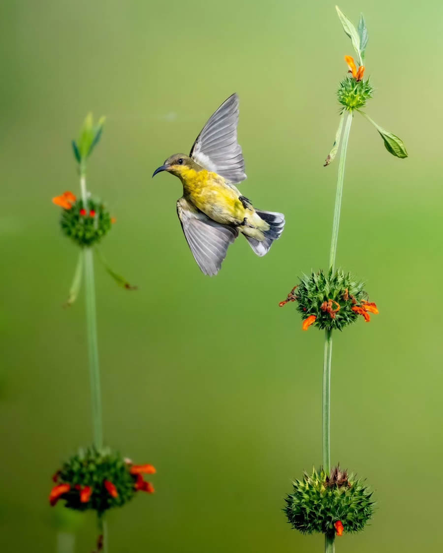 Indian Bird Photography By Kalyan Acharya