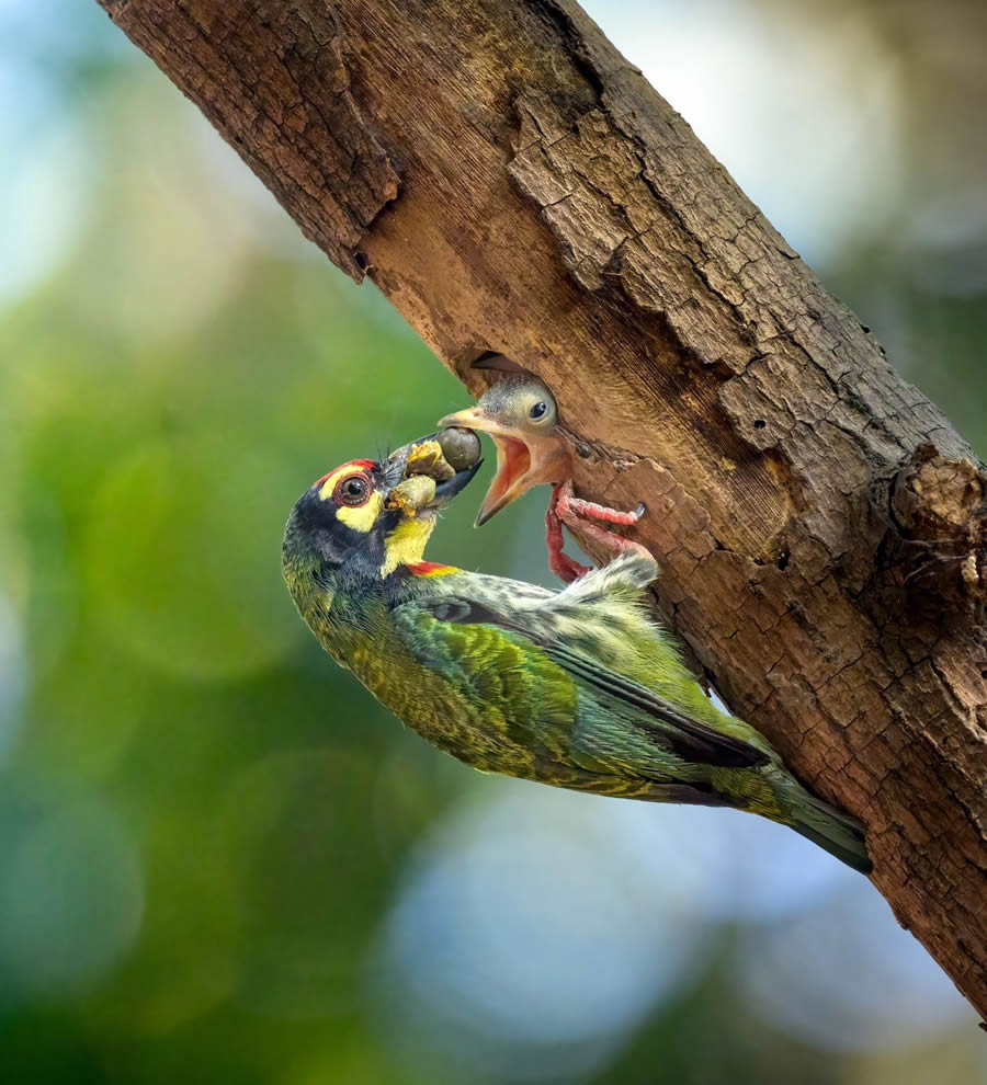 Indian Bird Photography By Kalyan Acharya