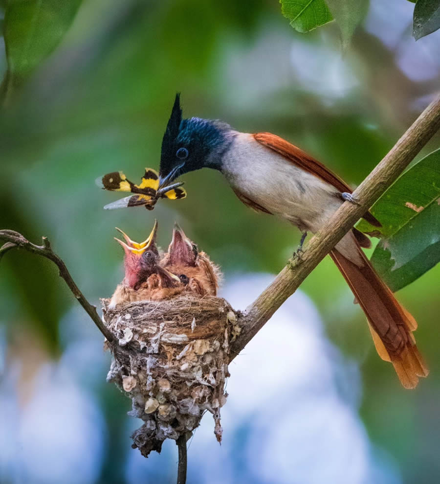 Indian Bird Photography By Kalyan Acharya