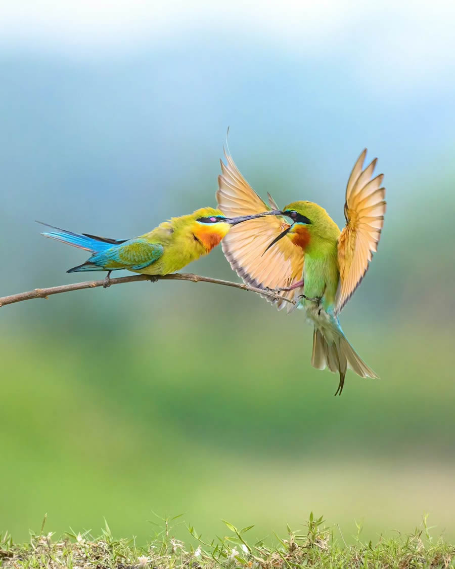 Indian Bird Photography By Kalyan Acharya