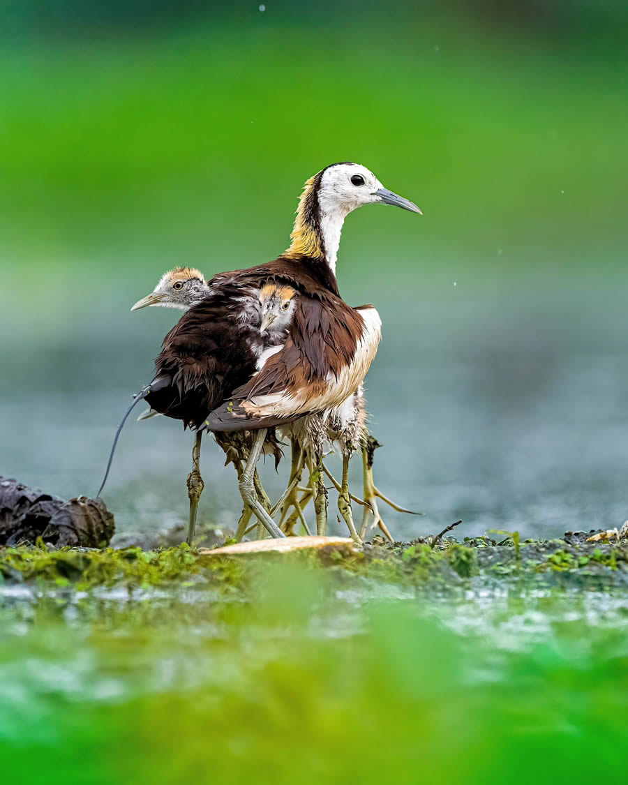 Indian Bird Photography By Kalyan Acharya