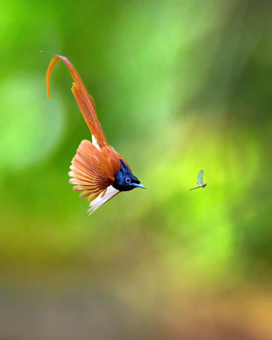 Indian Bird Photography By Kalyan Acharya