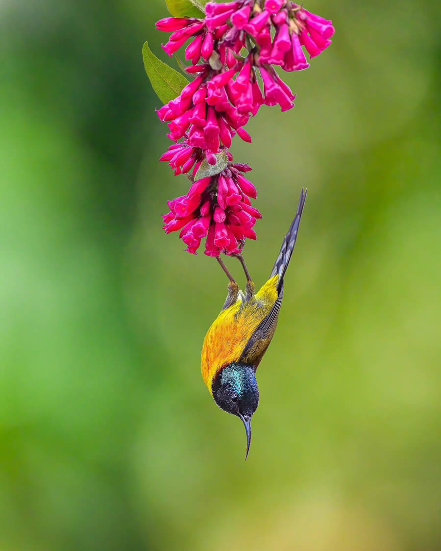 Indian Bird Photography By Kalyan Acharya