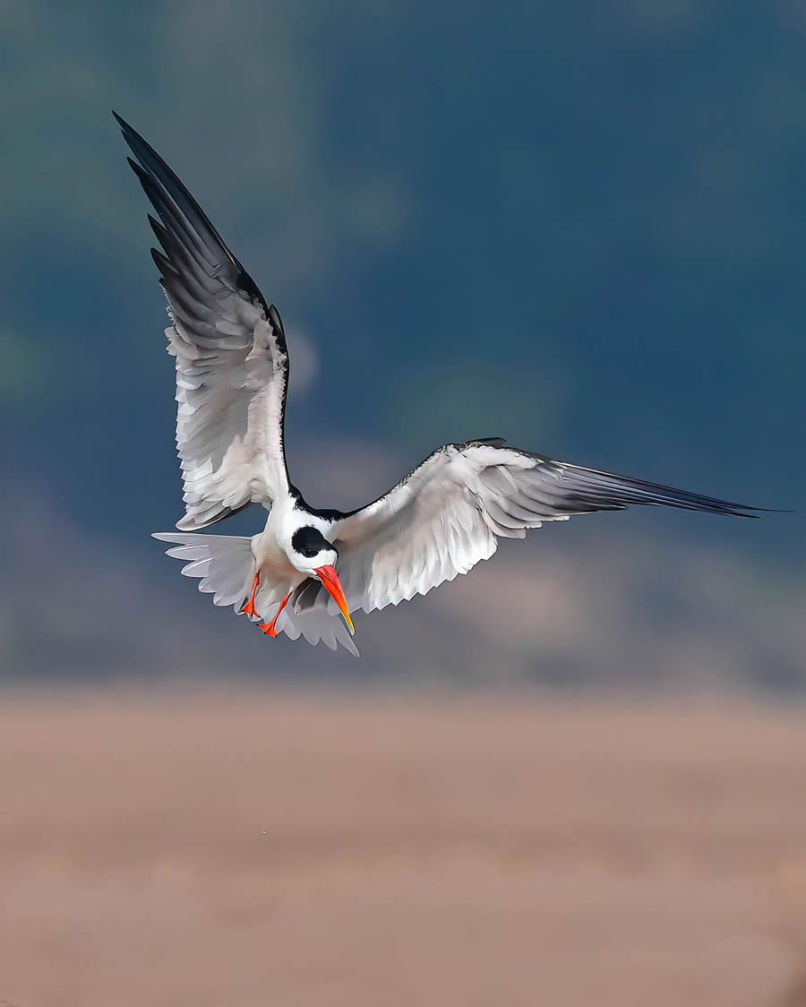 Indian Bird Photography By Kalyan Acharya