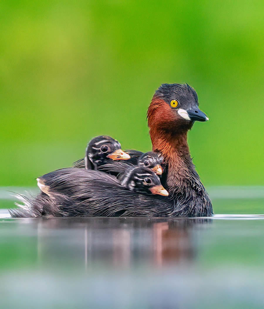 Indian Bird Photography By Kalyan Acharya