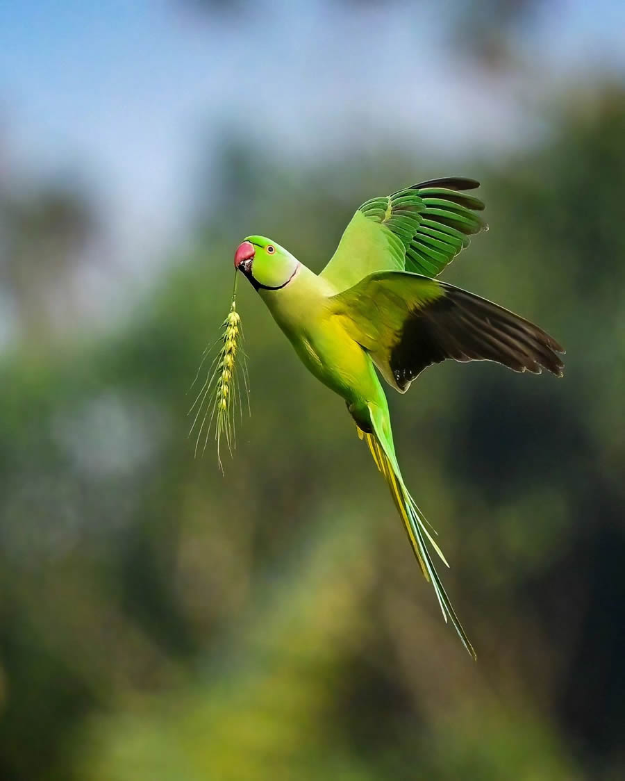 Indian Bird Photography By Kalyan Acharya