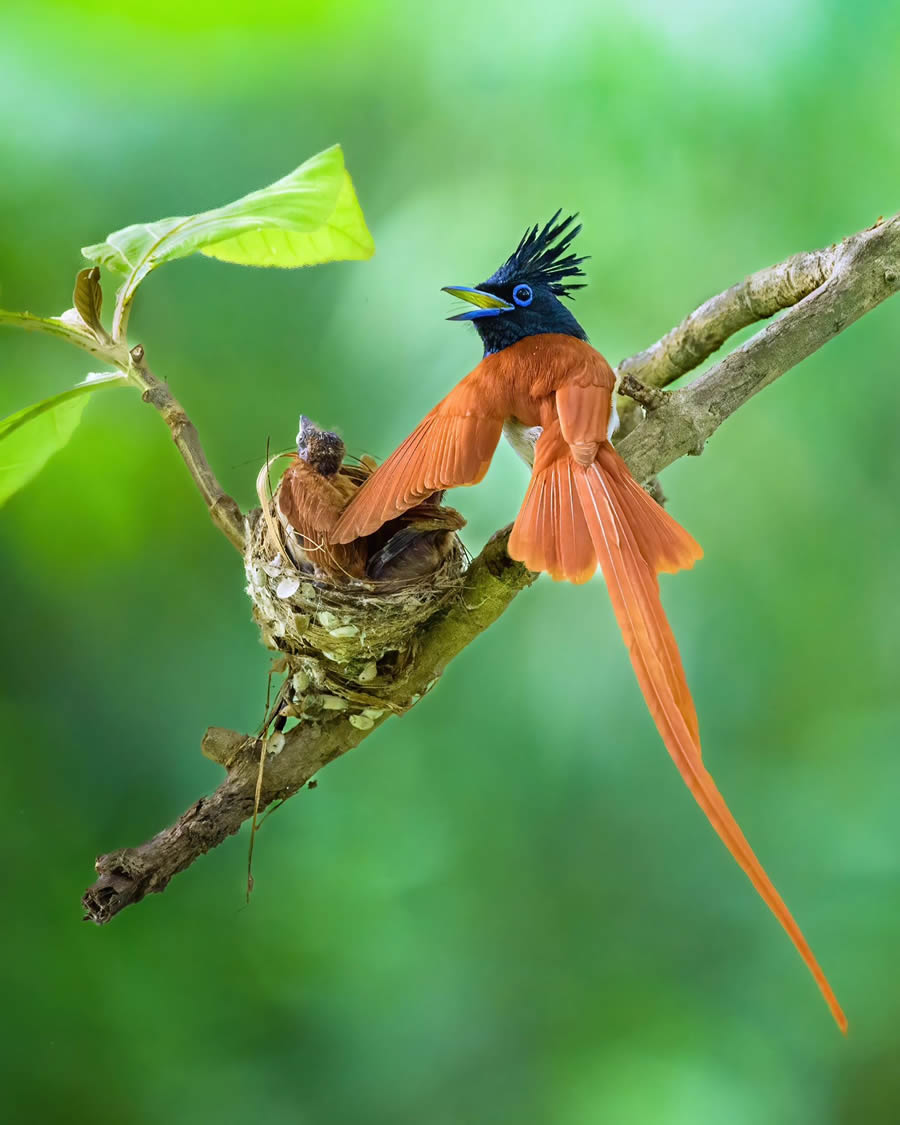 Indian Bird Photography By Kalyan Acharya