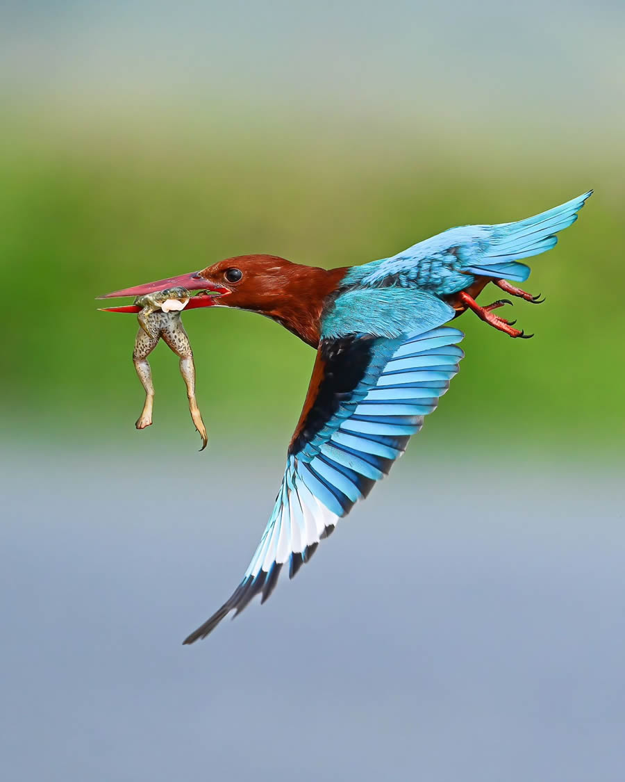 Indian Bird Photography By Kalyan Acharya