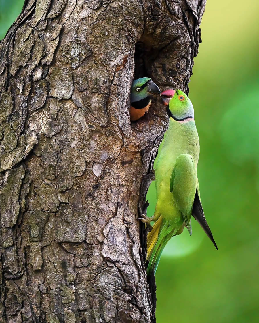 Indian Bird Photography By Kalyan Acharya