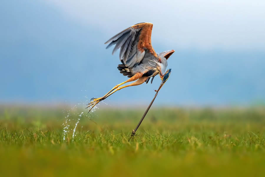 Indian Bird Photography By Kalyan Acharya