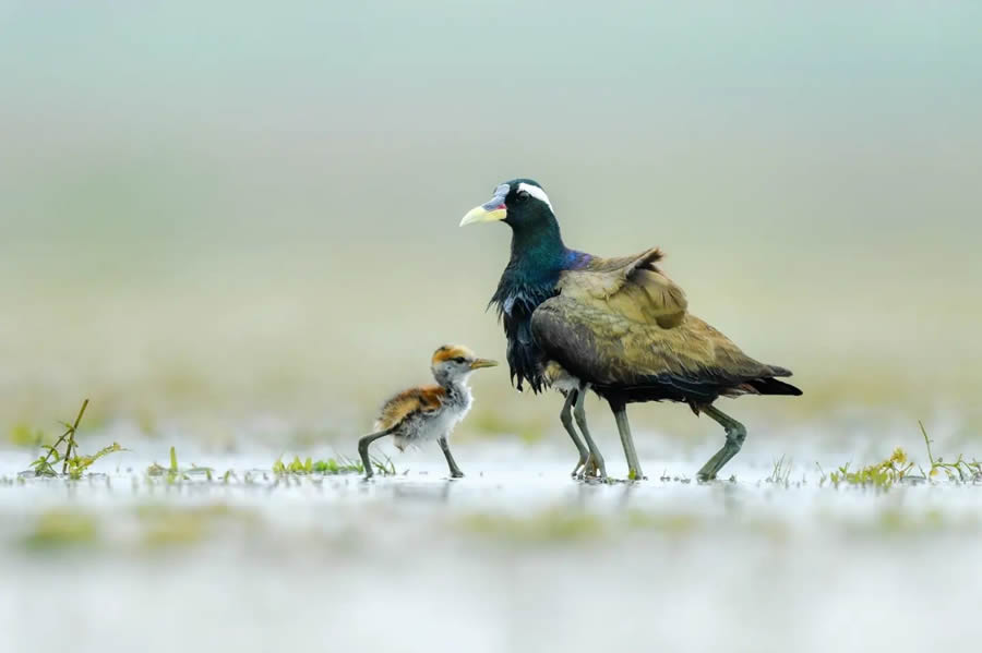 Indian Bird Photography By Kalyan Acharya