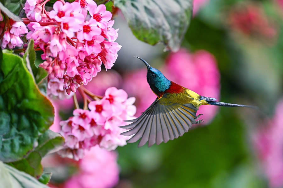 Indian Bird Photography By Kalyan Acharya