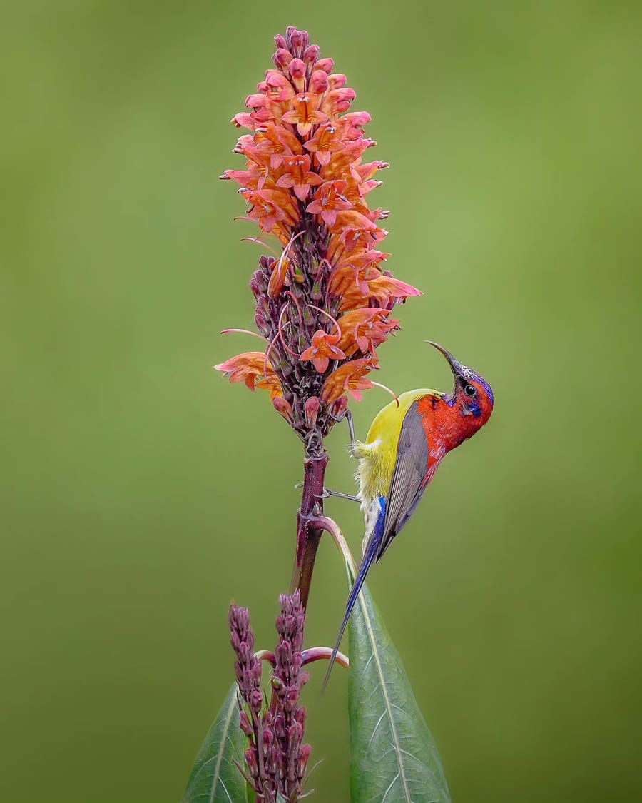 Indian Bird Photography By Kalyan Acharya