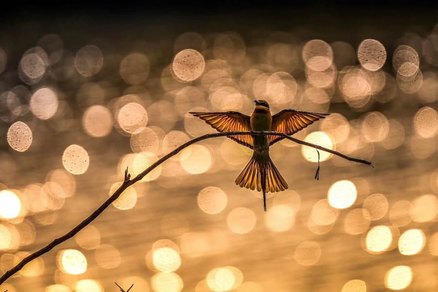 Indian Bird Photography By Kalyan Acharya