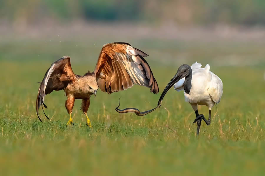 Indian Bird Photography By Kalyan Acharya