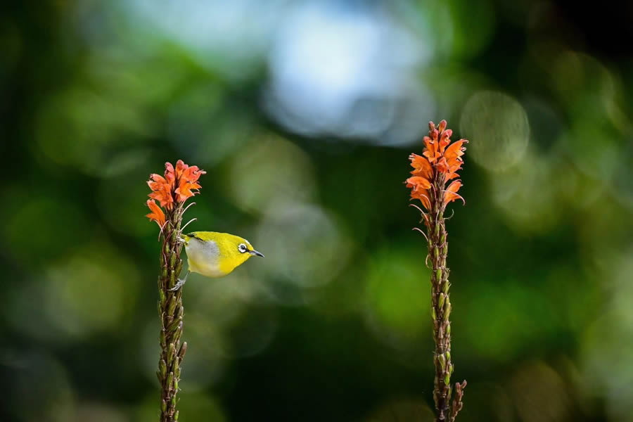 Indian Bird Photography By Kalyan Acharya