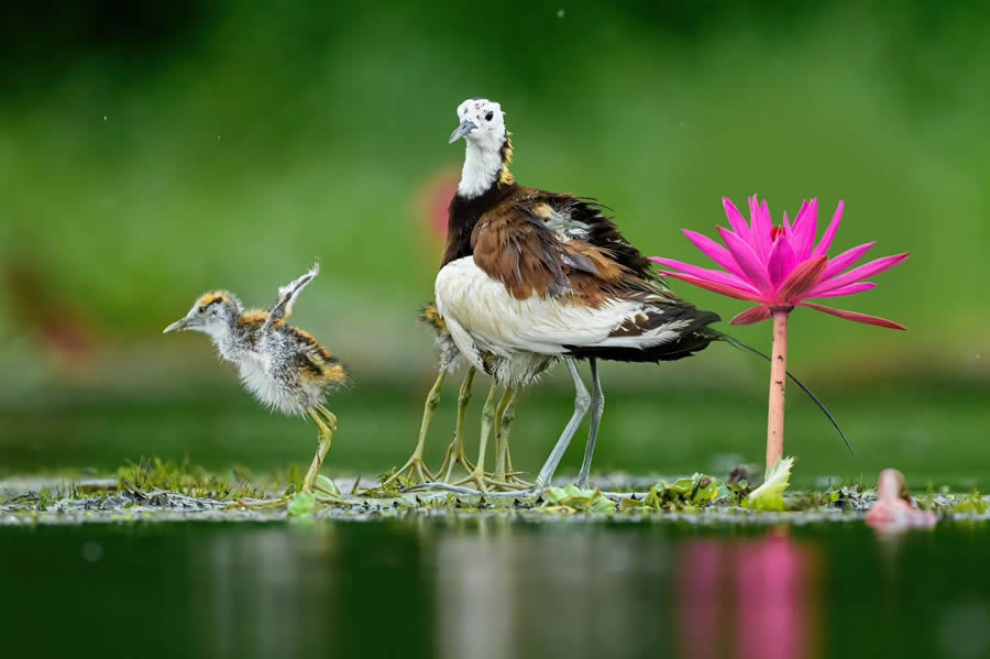 Indian Bird Photography By Kalyan Acharya