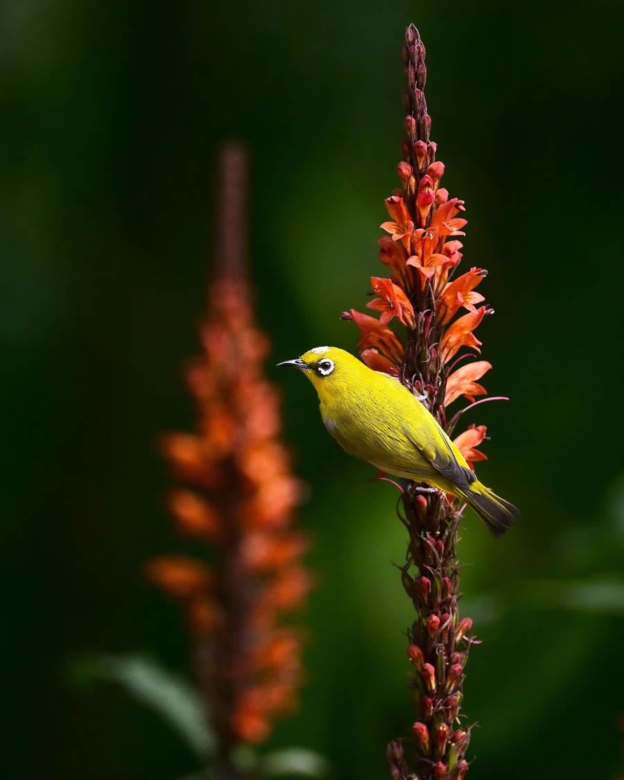 Indian Bird Photography By Kalyan Acharya