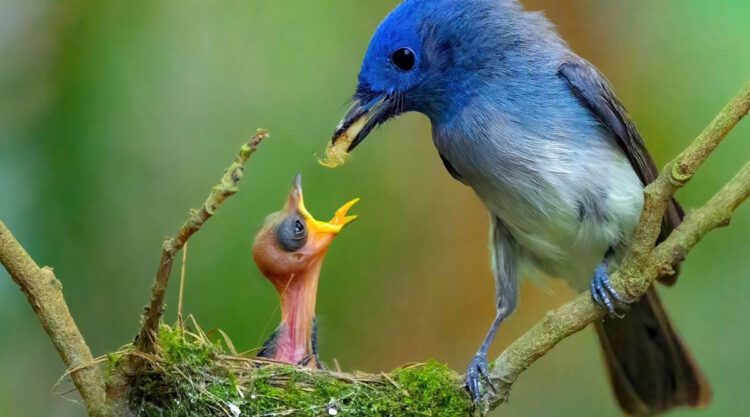 Indian Bird Photography By Kalyan Acharya