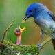 Indian Bird Photography By Kalyan Acharya