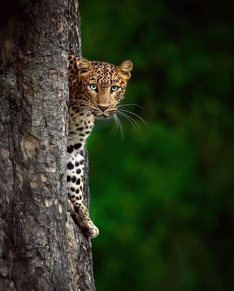 Best Photos Of Indian Wildlife Photography