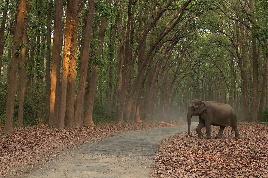 Best Photos Of Indian Wildlife Photography