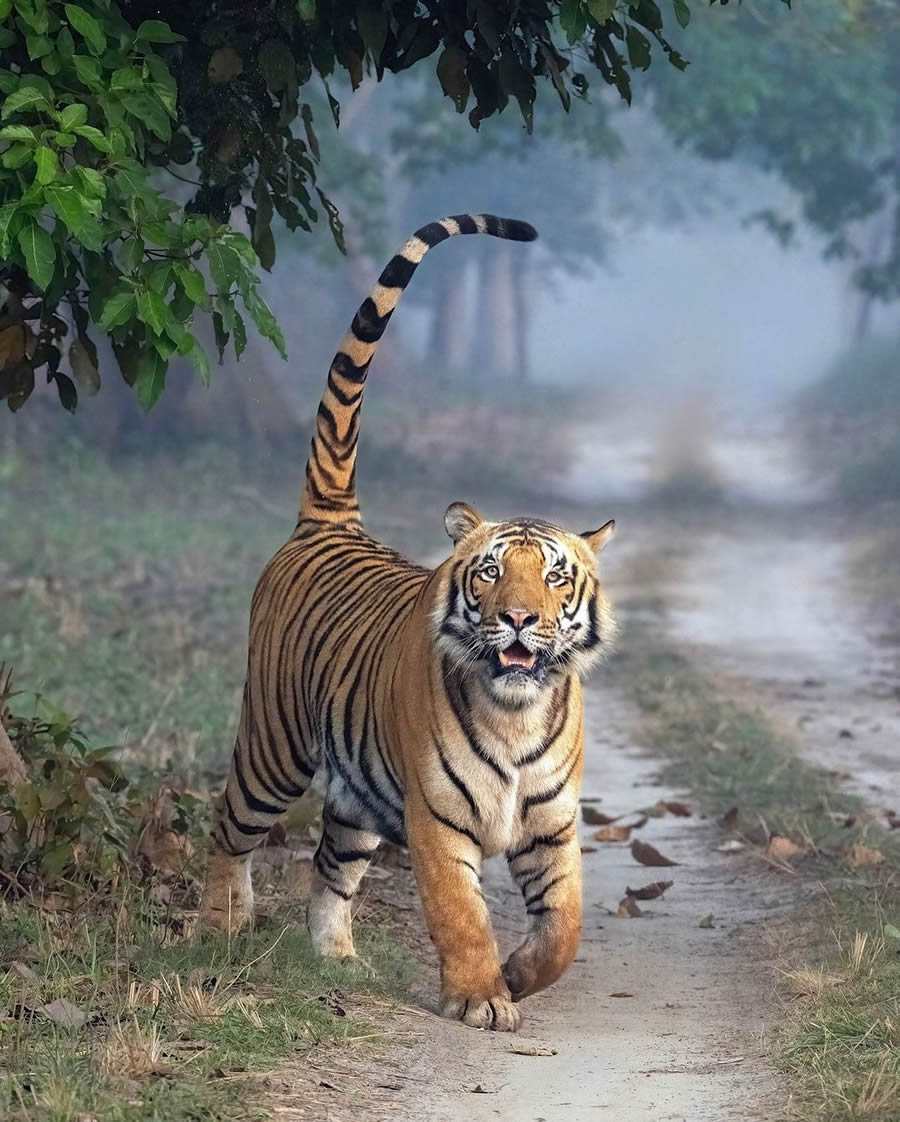 Best Photos Of Indian Wildlife Photography