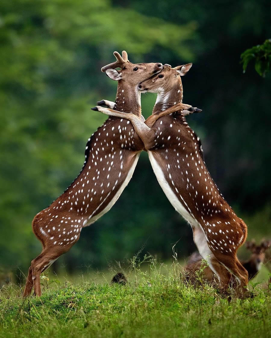 Best Photos Of Indian Wildlife Photography