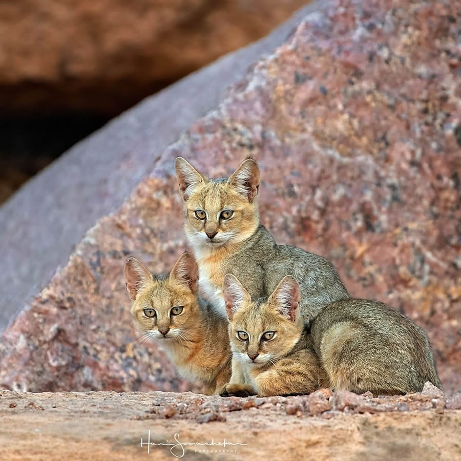 Best Photos Of Indian Wildlife Photography