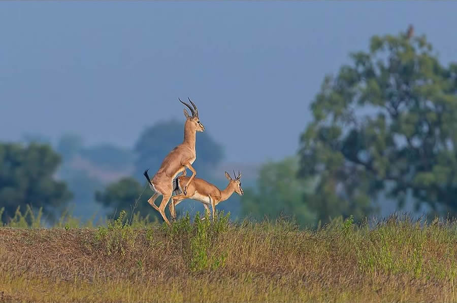 Best Photos Of Indian Wildlife Photography