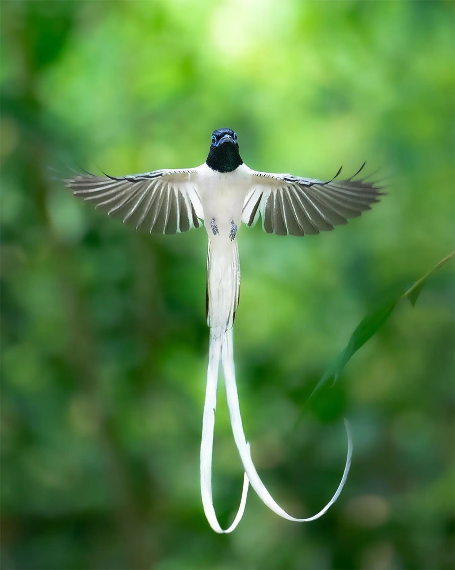 Best Photos Of Indian Wildlife Photography