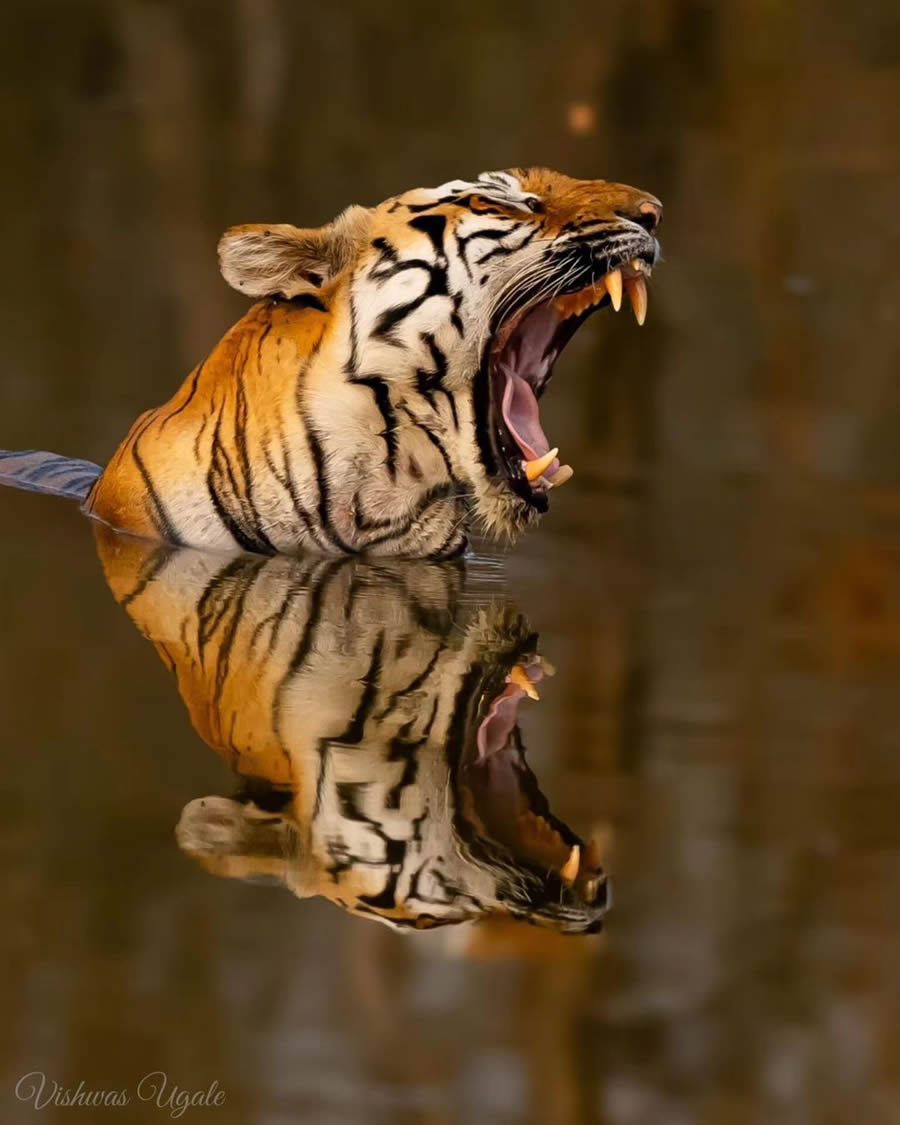 Best Photos Of Indian Wildlife Photography