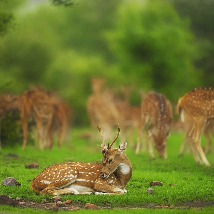 Best Photos Of Indian Wildlife Photography