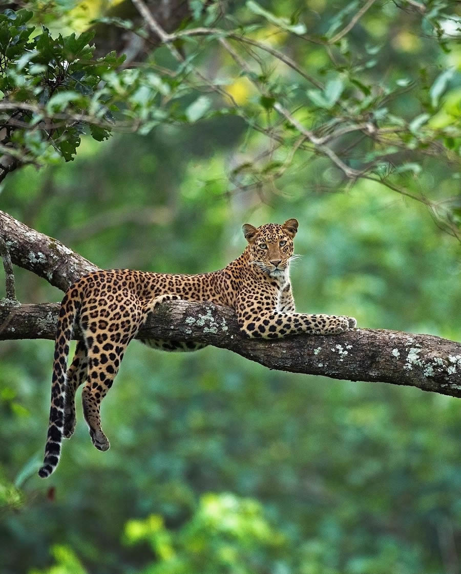 Best Photos Of Indian Wildlife Photography