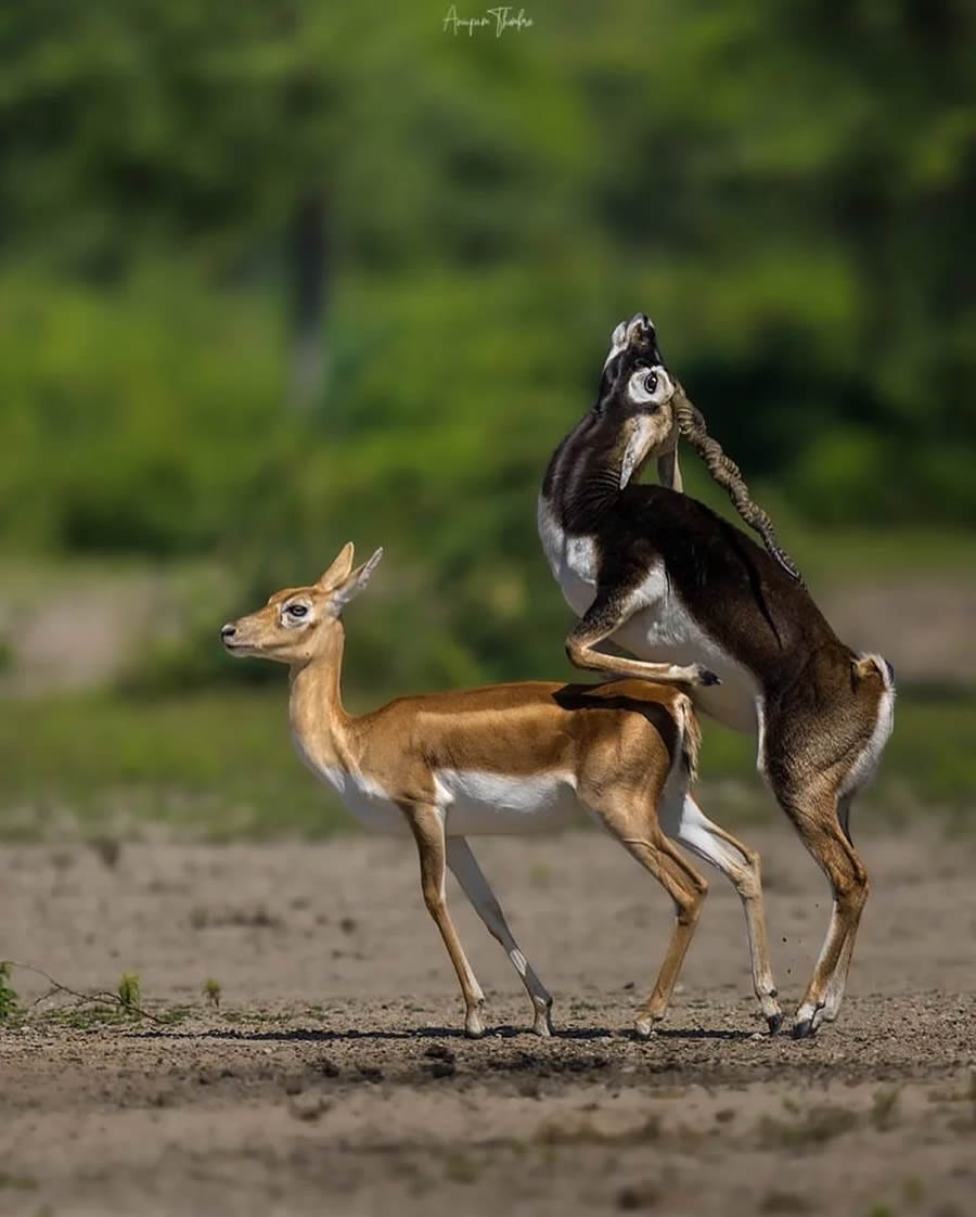 Best Photos Of Indian Wildlife Photography