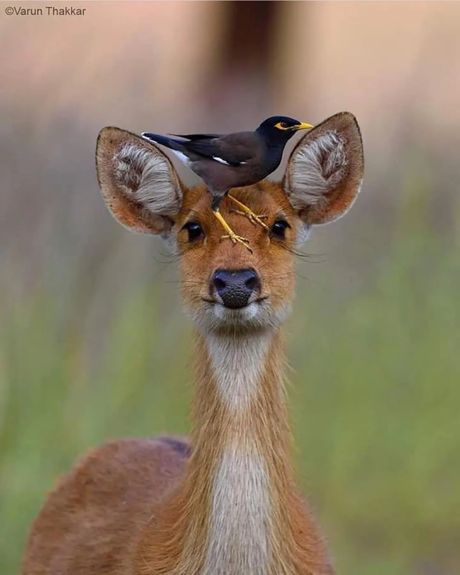 Best Photos Of Indian Wildlife Photography