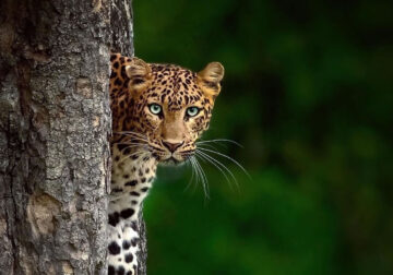 Best Photos Of Indian Wildlife Photography