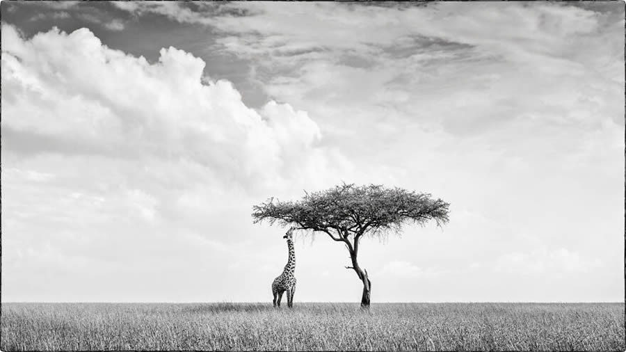 Black And White Wildlife Photos Of Kenya By Peter Delaney