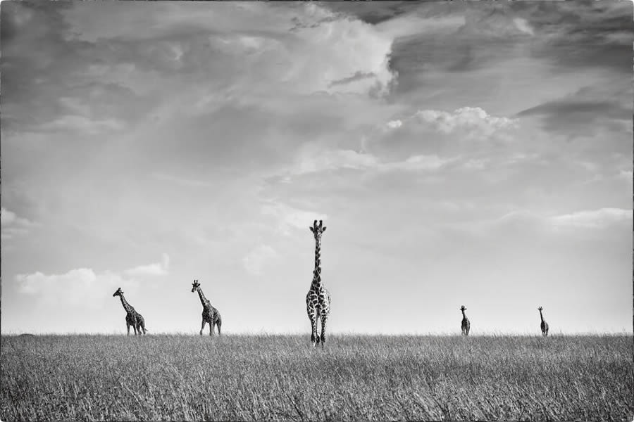 Black And White Wildlife Photos Of Kenya By Peter Delaney