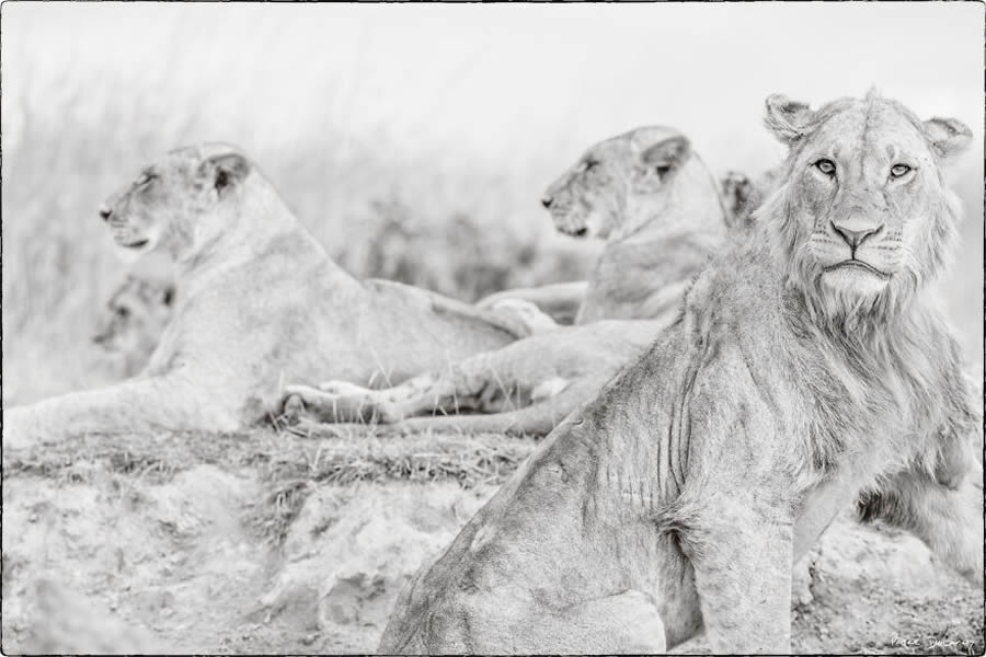 Black And White Wildlife Photos Of Kenya By Peter Delaney