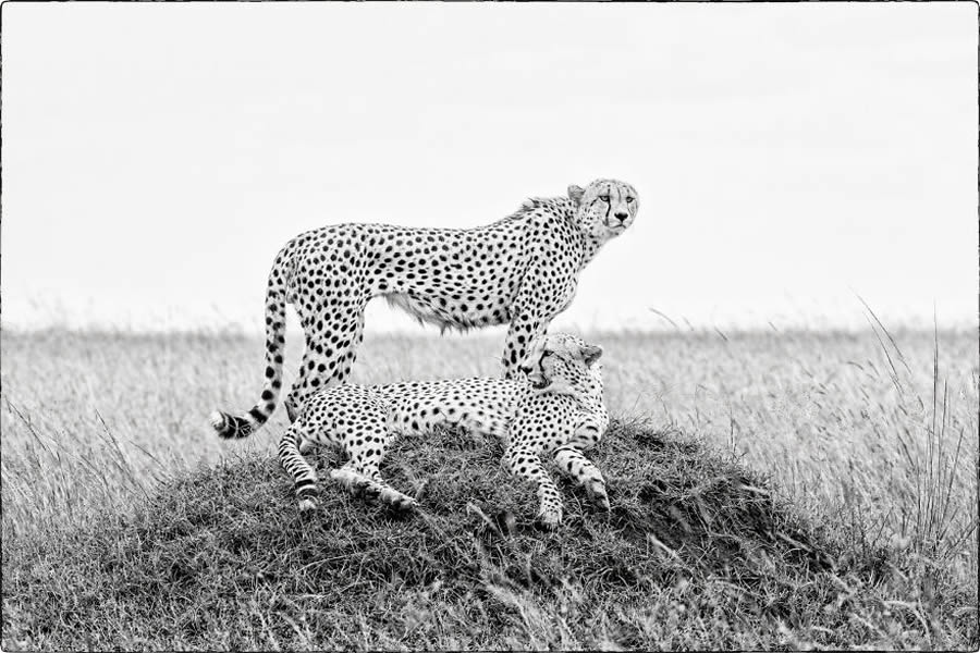 Black And White Wildlife Photos Of Kenya By Peter Delaney