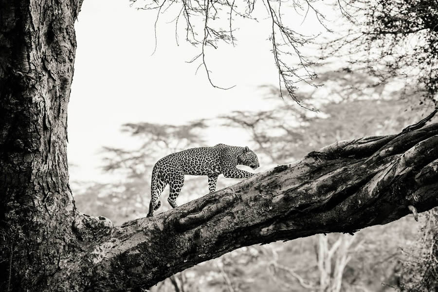 Black And White Wildlife Photos Of Kenya By Peter Delaney