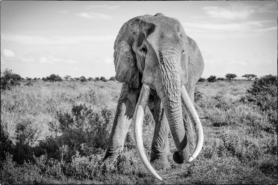 Black And White Wildlife Photos Of Kenya By Peter Delaney