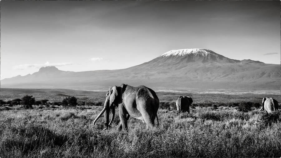 Black And White Wildlife Photos Of Kenya By Peter Delaney