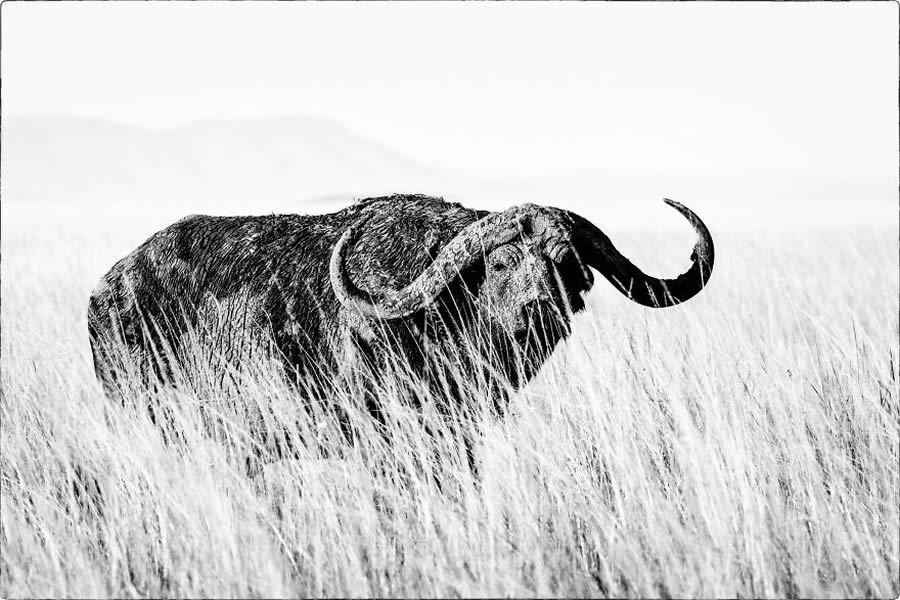 Black And White Wildlife Photos Of Kenya By Peter Delaney