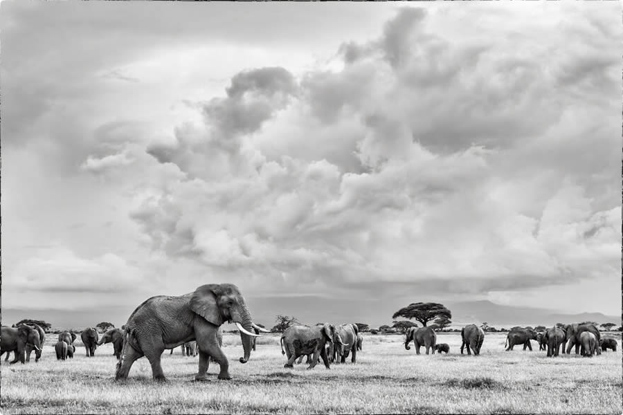 Black And White Wildlife Photos Of Kenya By Peter Delaney