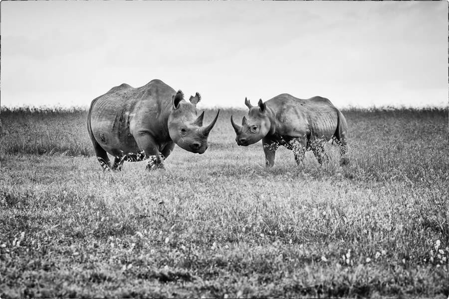 Black And White Wildlife Photos Of Kenya By Peter Delaney