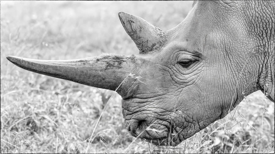 Black And White Wildlife Photos Of Kenya By Peter Delaney