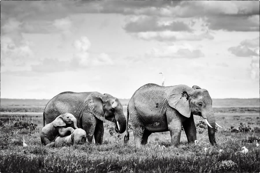 Black And White Wildlife Photos Of Kenya By Peter Delaney