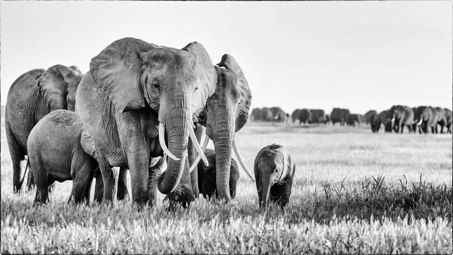 Black And White Wildlife Photos Of Kenya By Peter Delaney